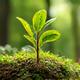 Young tree growing in a forest